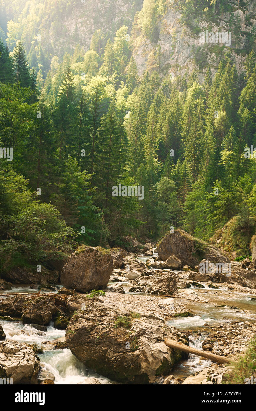 Stream pine trees hi-res stock photography and images - Alamy