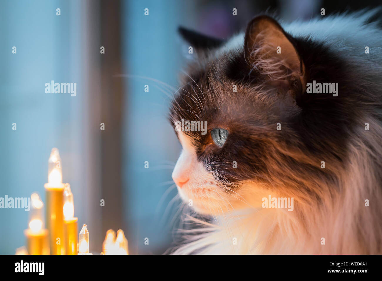 Cat Looking At Illuminated Light Stock Photo