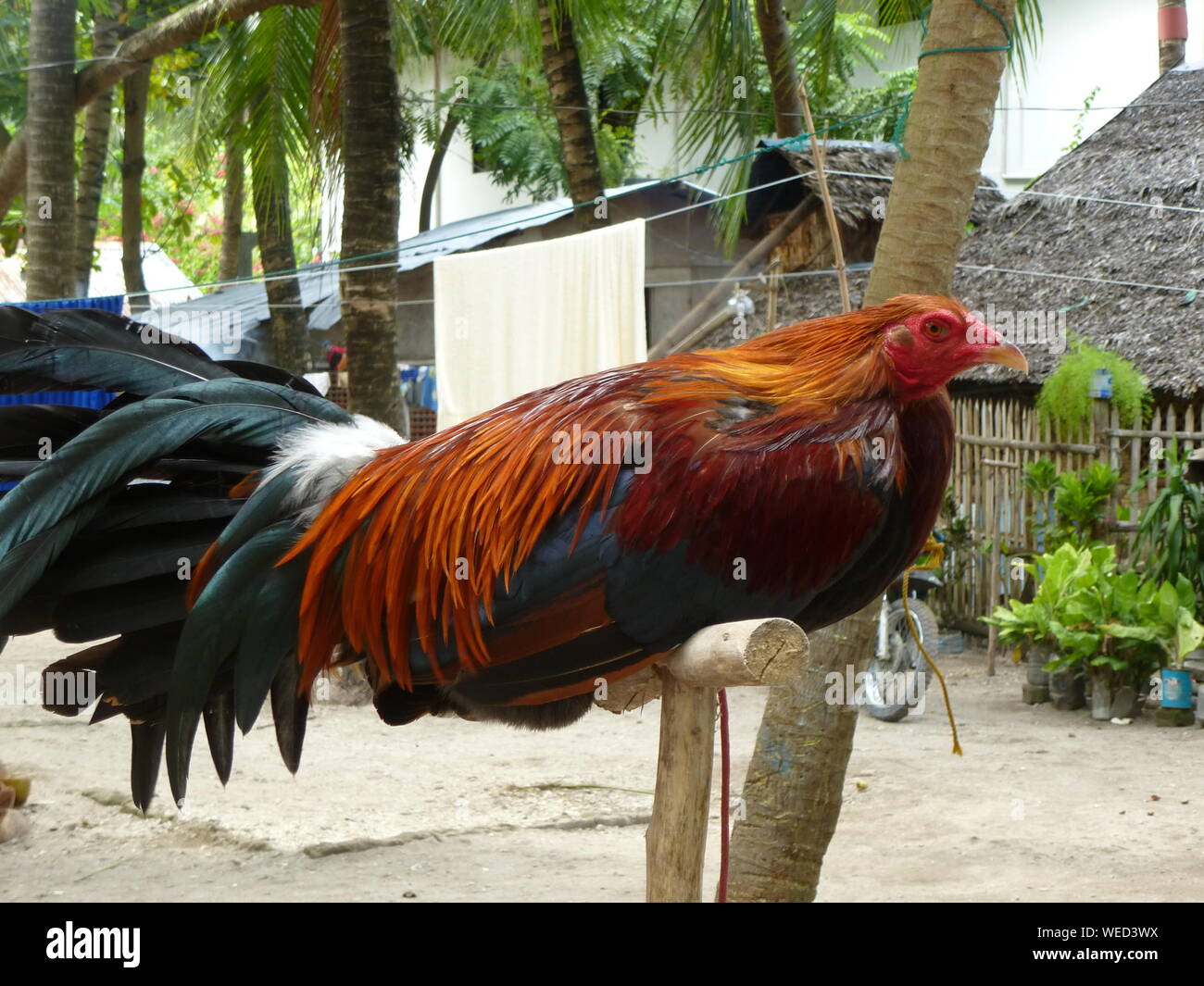 Philippines rooster hires stock photography and images Alamy