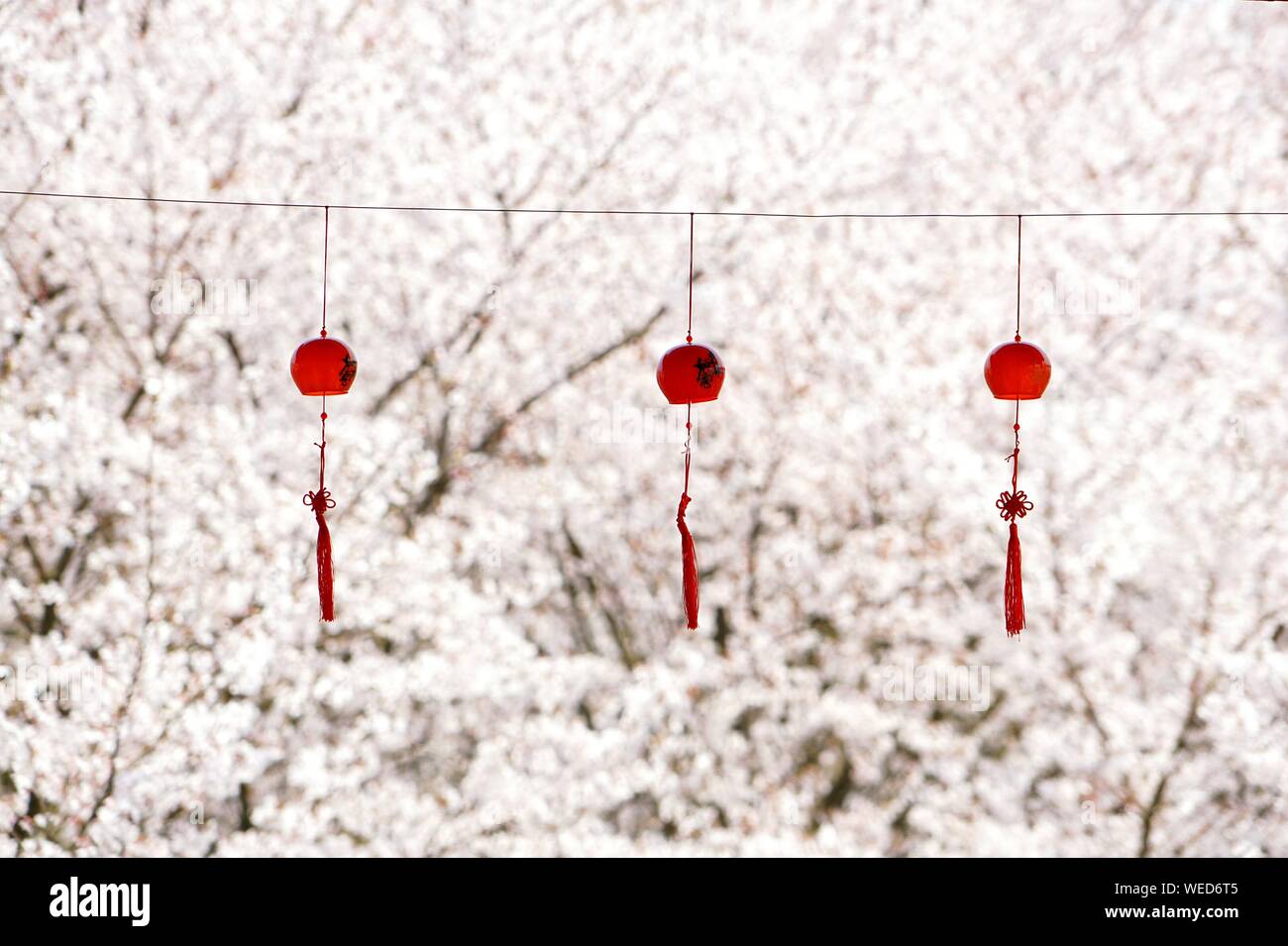 Wind Chimes Hanging On Rope Against Cherry Trees Stock Photo