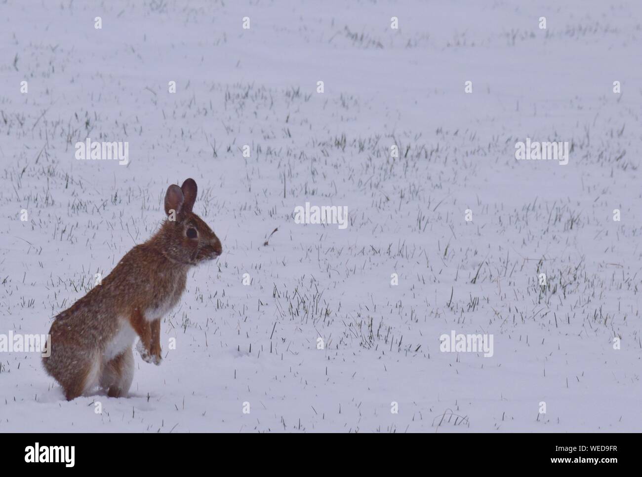 Snowy rabbit hi-res stock photography and images - Alamy