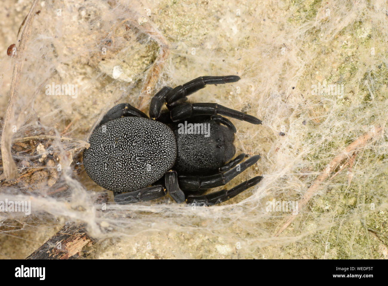Eresus Velvet Spider (Eresus niger) or Ladybird Spider, female resting in web, Bulgaria, April Stock Photo