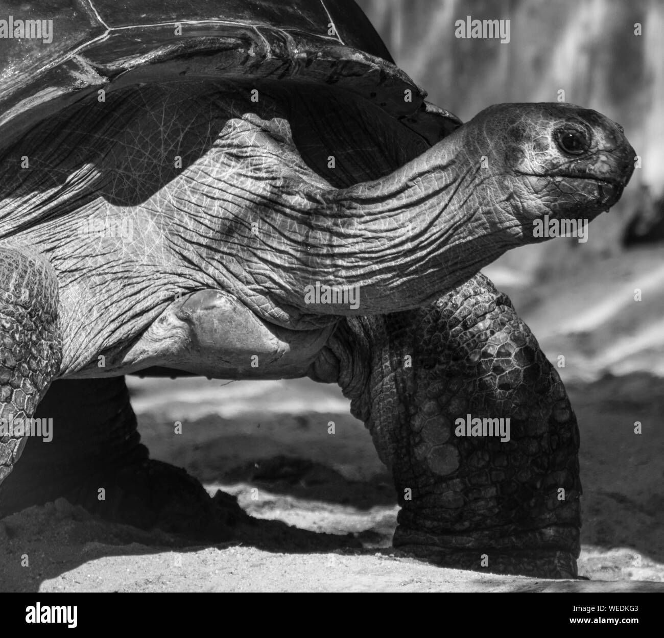 Tortoise wildlife Black and White Stock Photos & Images - Alamy