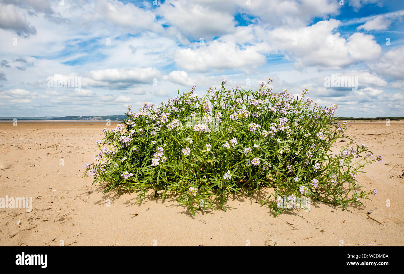 Sea stock Matthiola sinuata a rare crucifer growing above high tide line at Whiteford Burrows on the Gower Peninsula in South Wales UK Stock Photo