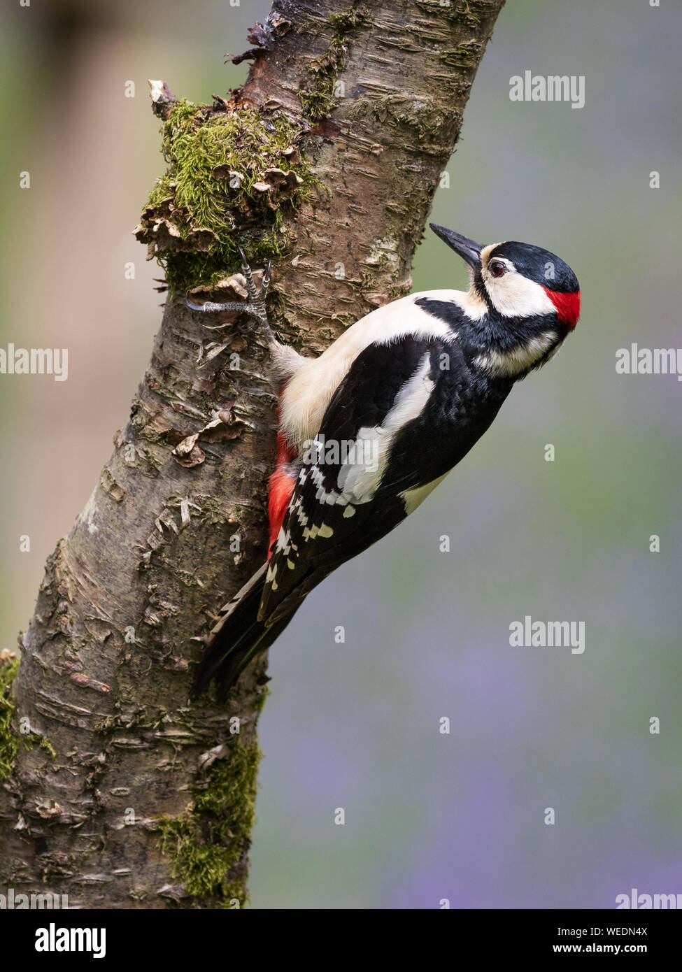 Great Spotted Woodpecker on Tree Stock Photo