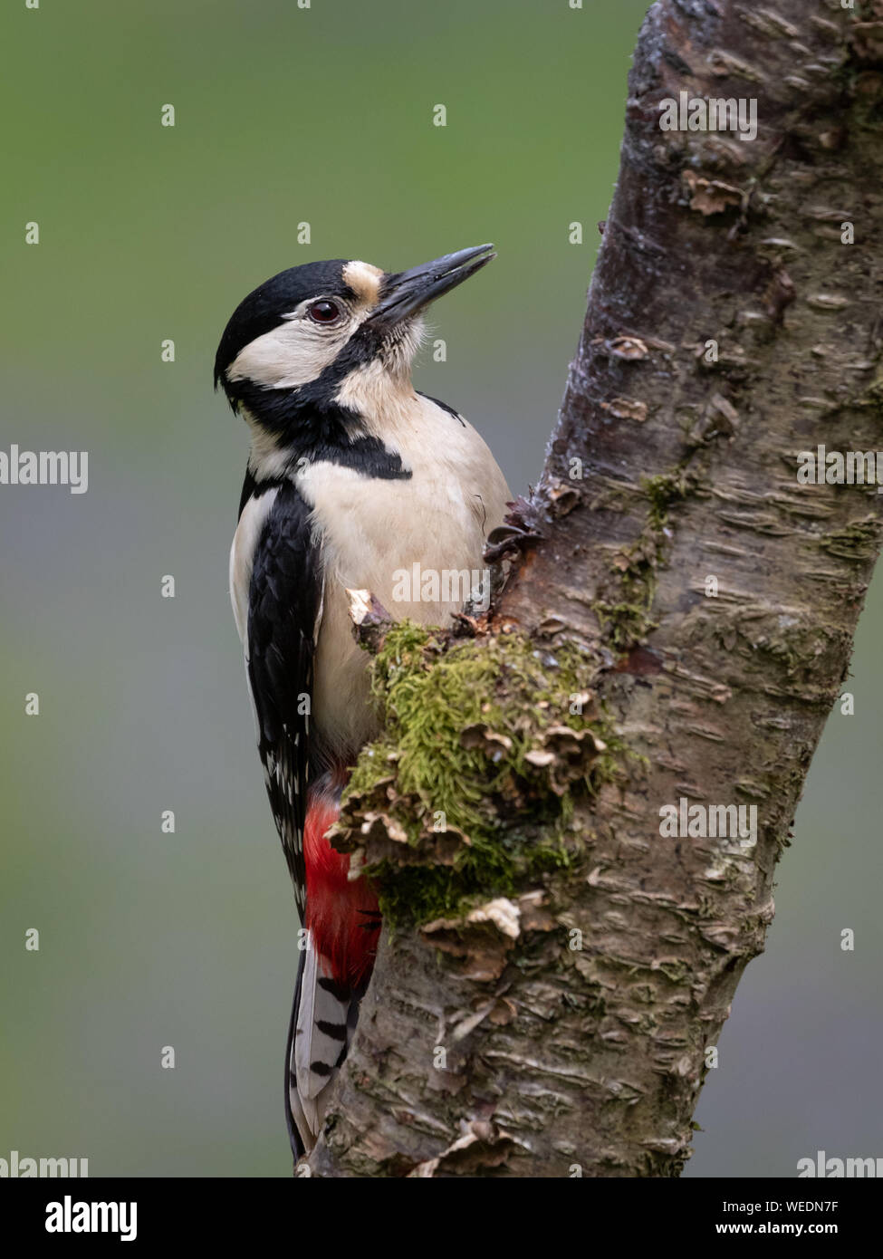 Great Spotted Woodpecker on Tree Stock Photo