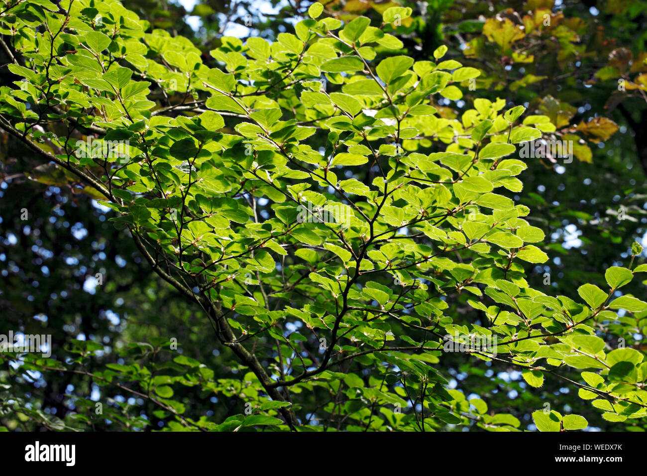 Fagus sylvatica rotundifolia Stock Photo - Alamy