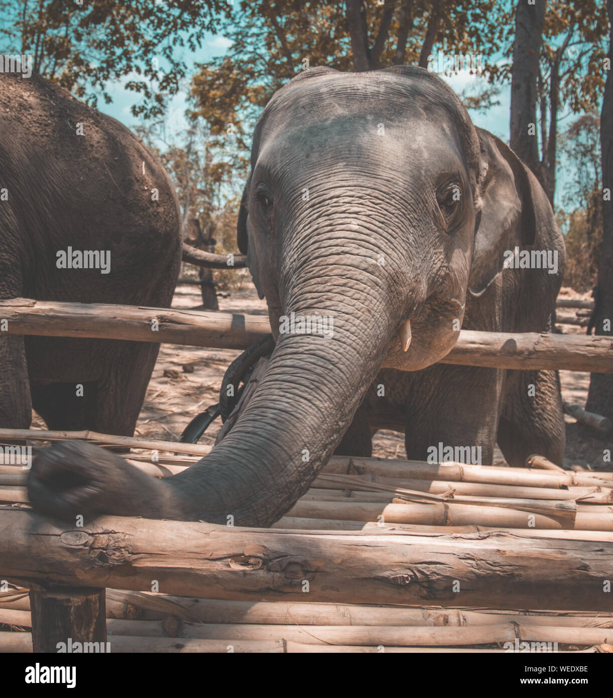 Elephant Sanctuary bathing in Isaan in Thailand Stock Photo