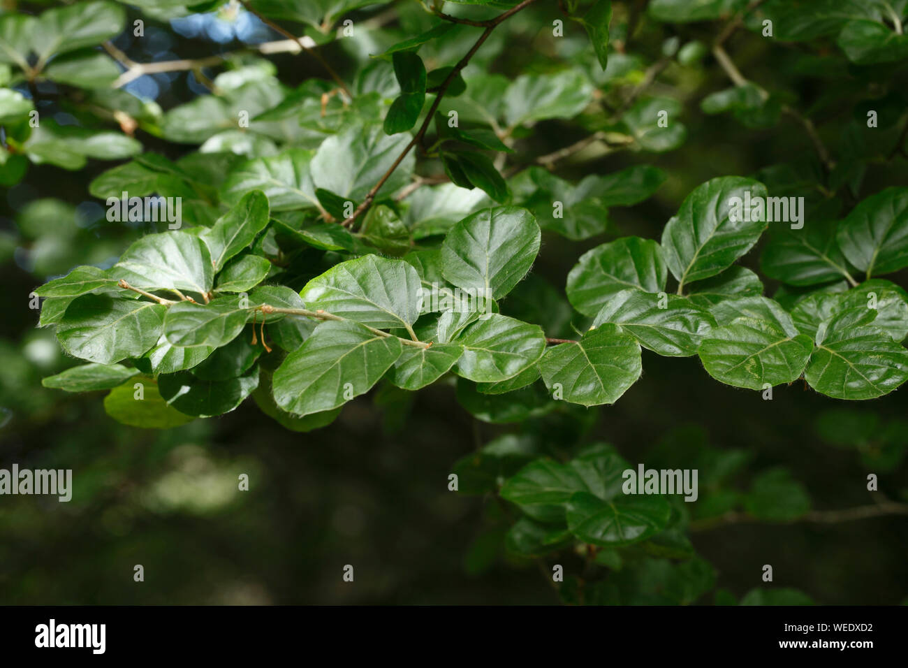 Fagus sylvatica rotundifolia Stock Photo - Alamy