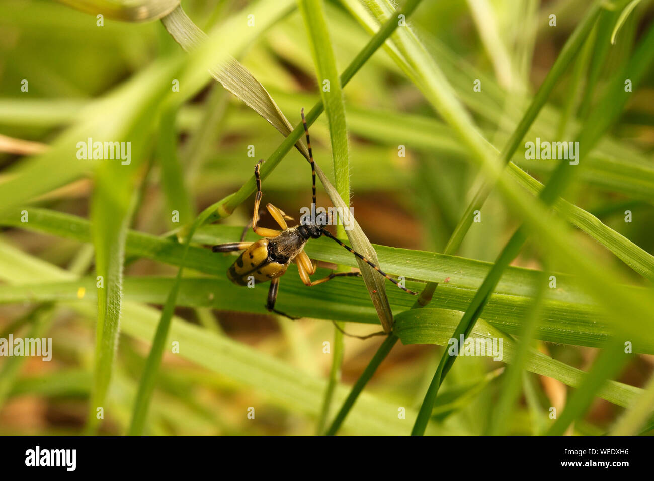 Strangalia Maculata. Longhorn Beetle variety. Stock Photo