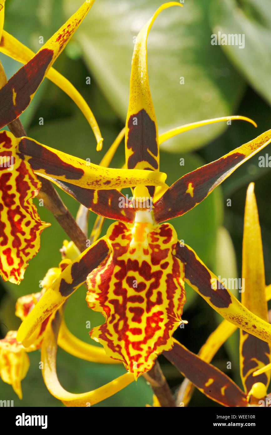 Orchid Brasidostele Gilded Tower 'Mystic Maze Stock Photo