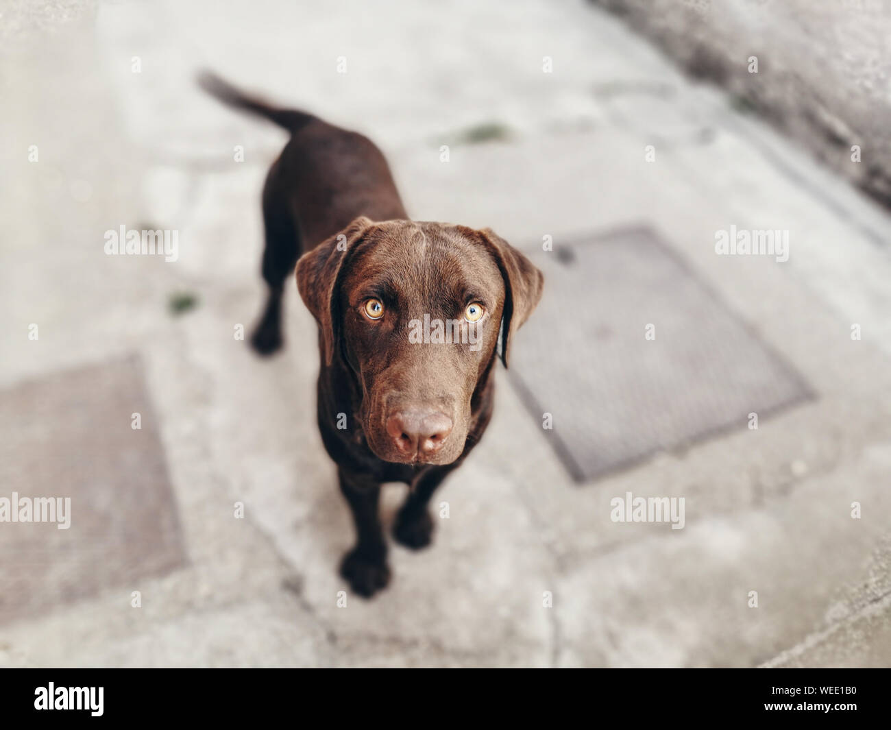 Chocolate Labrador Retriever portrait, looking into camera, depth of field Stock Photo
