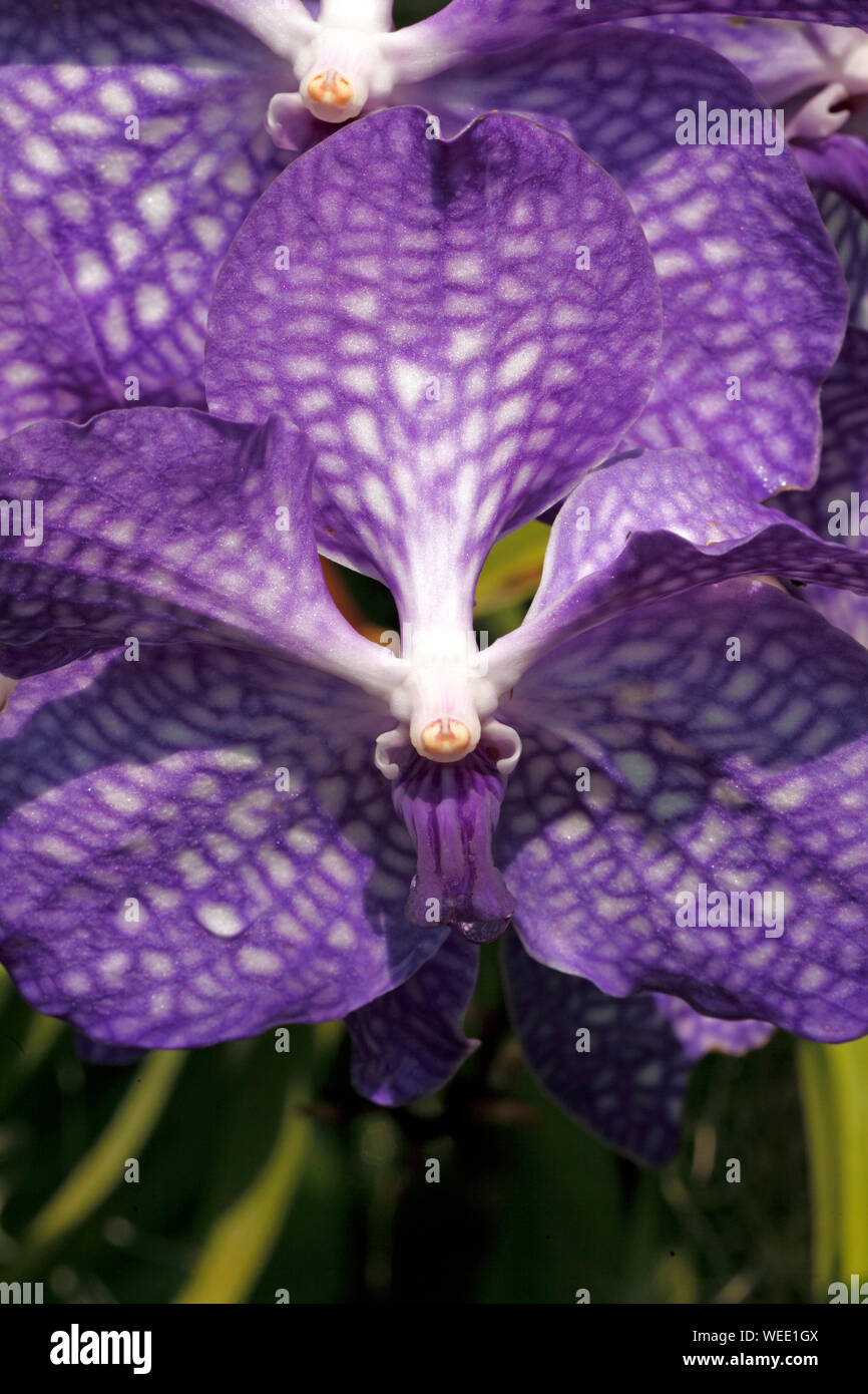 Vanda Sansa,i blue or purple  orchid Stock Photo