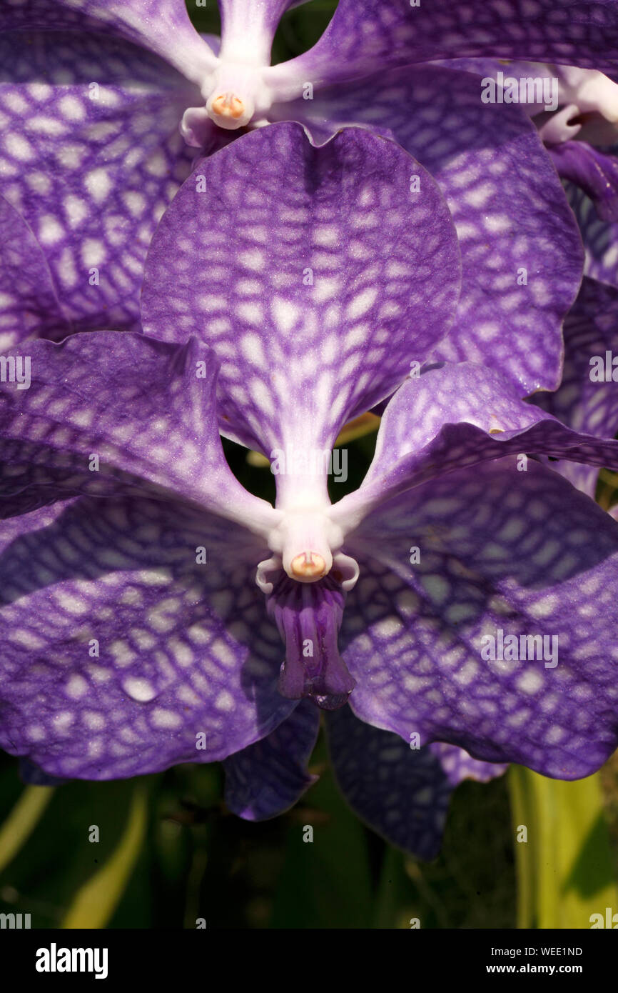 Vanda Sansa,i blue or purple  orchid Stock Photo