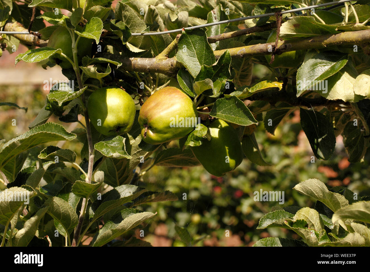 Apple variety 'Lord Derby' Malus. Stock Photo