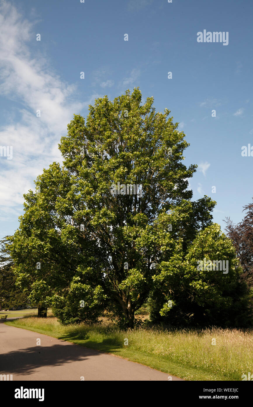 Golden yellow tulip tree hi-res stock photography and images - Alamy