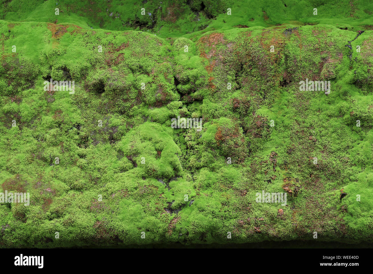 Green moss grows on the right surface. Moss grows on wet areas. Green thallophytic plant Stock
