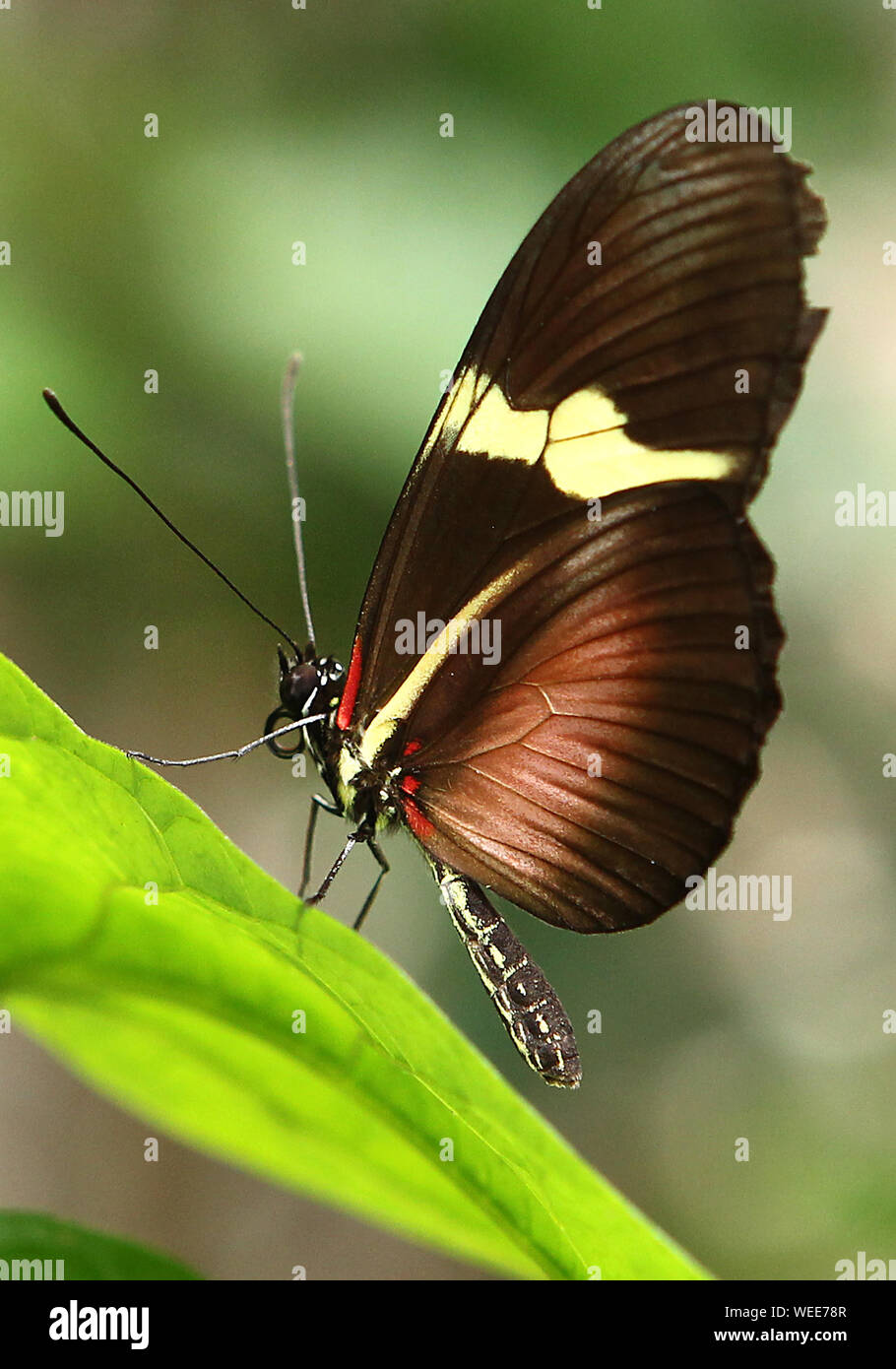 Shiny wings hi-res stock photography and images - Alamy