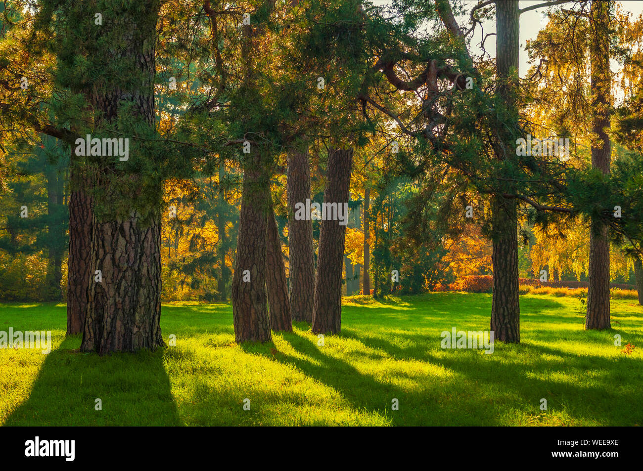 Old pine forest beautiful long hi-res stock photography and images - Alamy