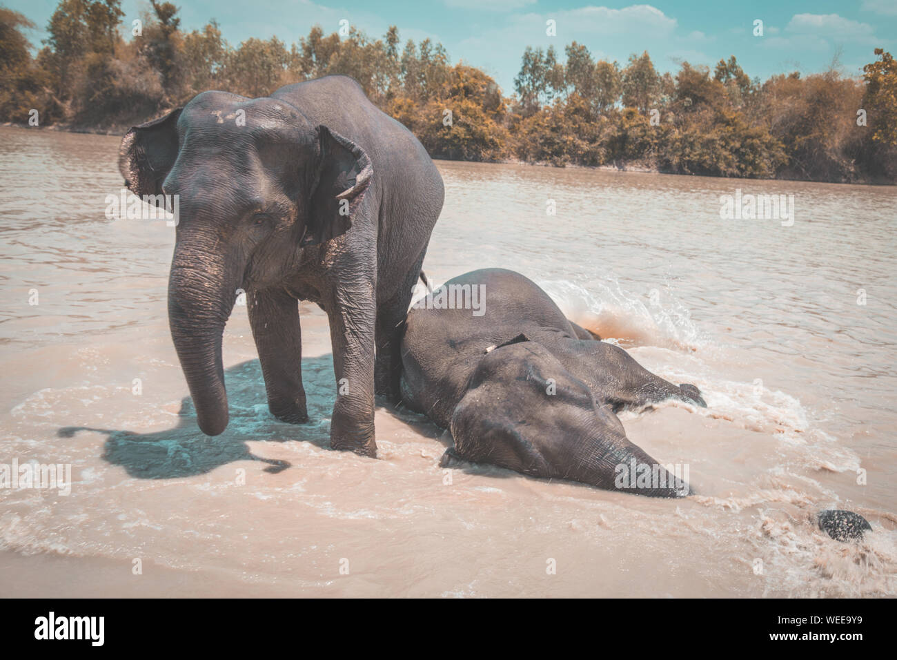 Elephant Sanctuary bathing in Isaan in Thailand Stock Photo