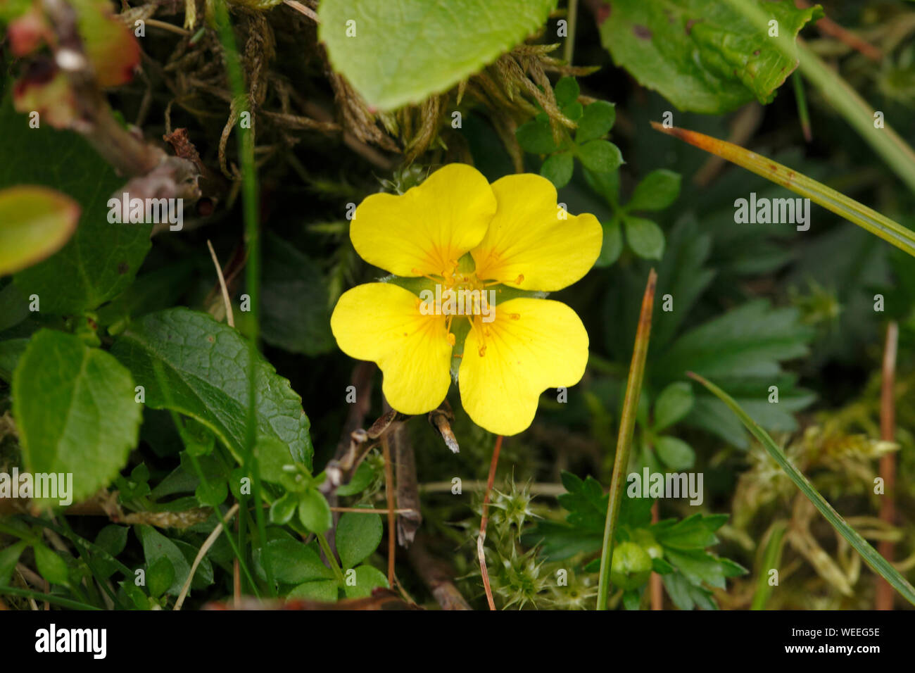 Potentilla erecta Tormentil. British wildflower. Stock Photo