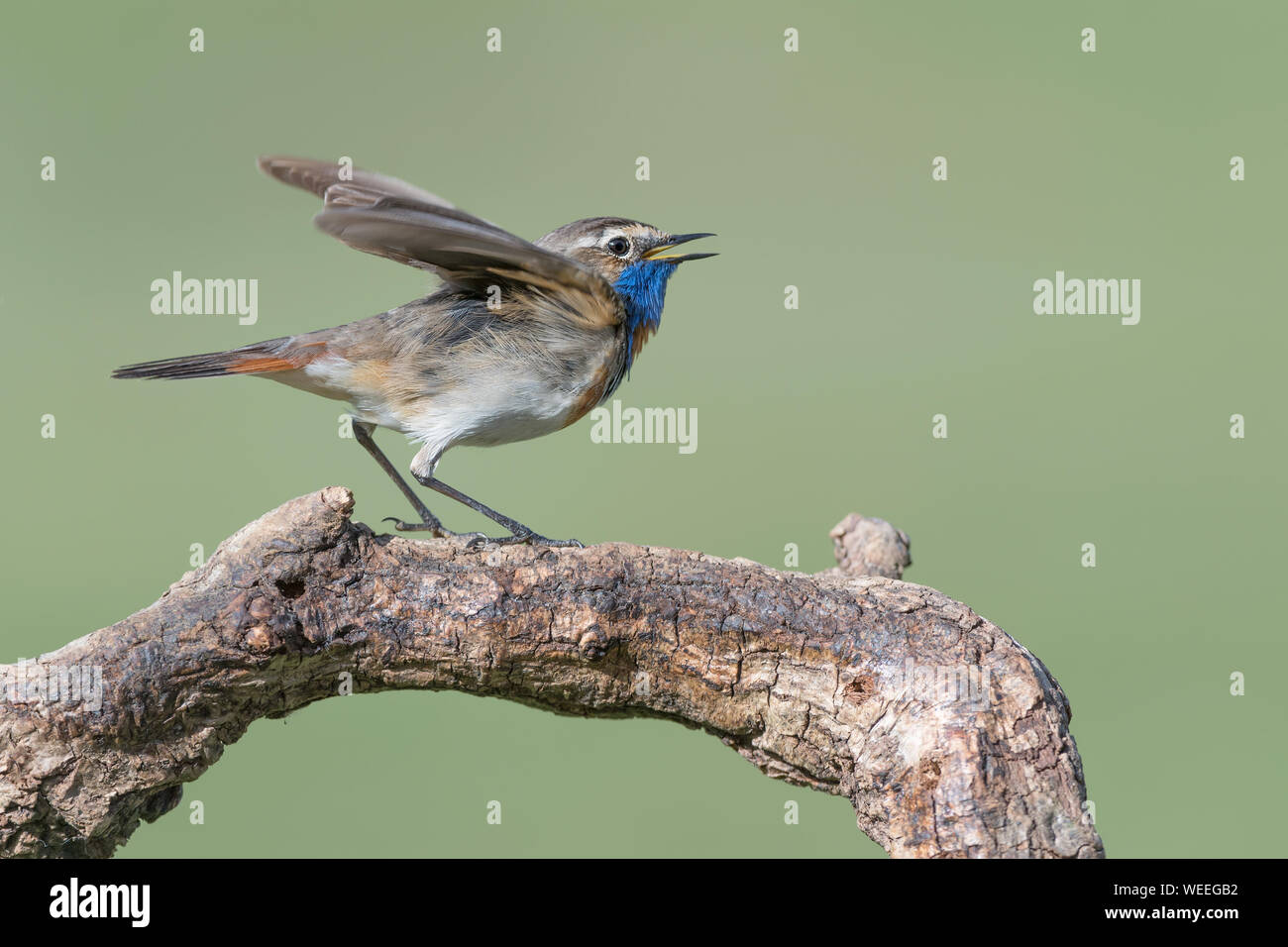 A beautiful thrush-like bird, the Bluethroat (Luscinia svecica) Stock Photo