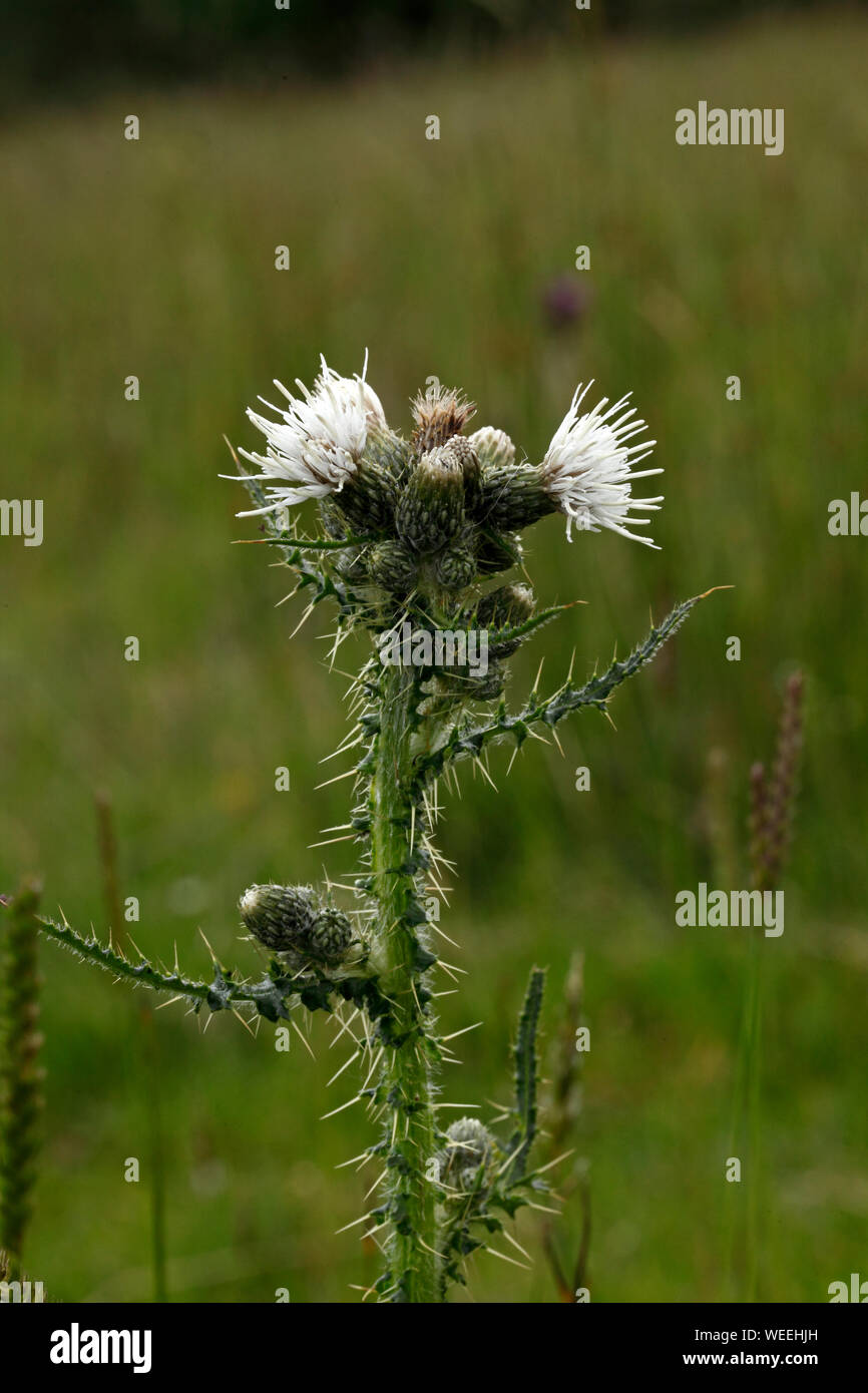 Cirsium palustre, white variant of the March Thistle in damp hillside, Brecon Beacons, Wales UK Stock Photo