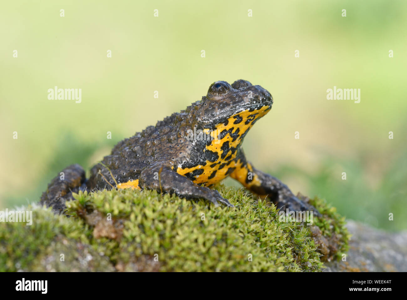 Yellow-bellied Toad (Bombina variegata) at rest on moss-covered rock,  Bulgaria, April Stock Photo - Alamy