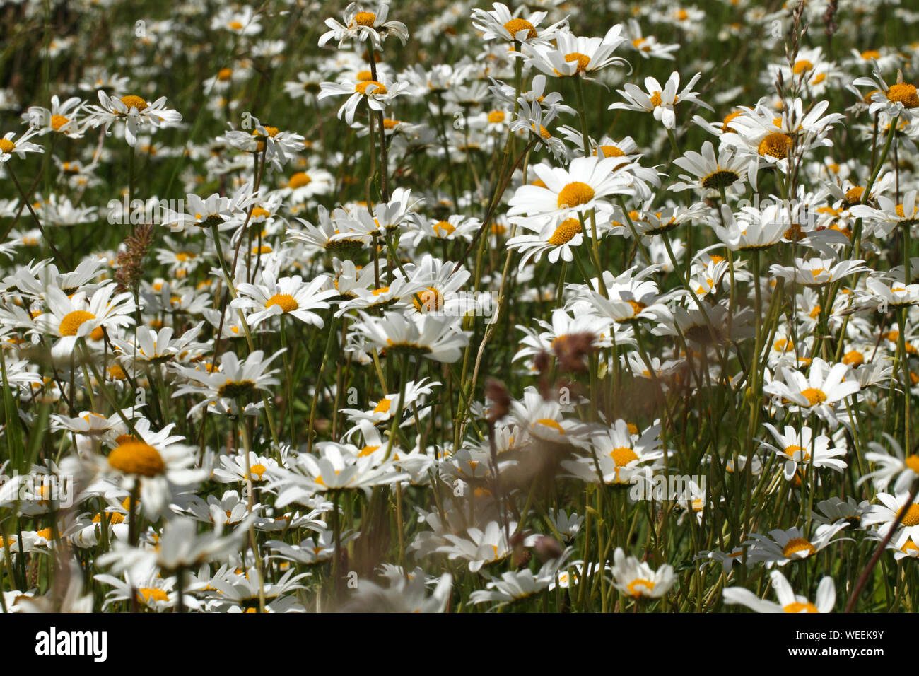 Bank of Ox-eye daisy flowers. Stock Photo