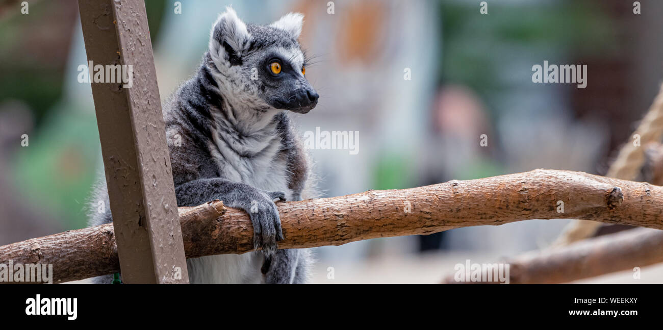 'Captive' Ring-Tailed Lemur (Lemur catta) is a large strepsirrhine primate at Washington Park Zoo in Michigan City, Indiana. Stock Photo