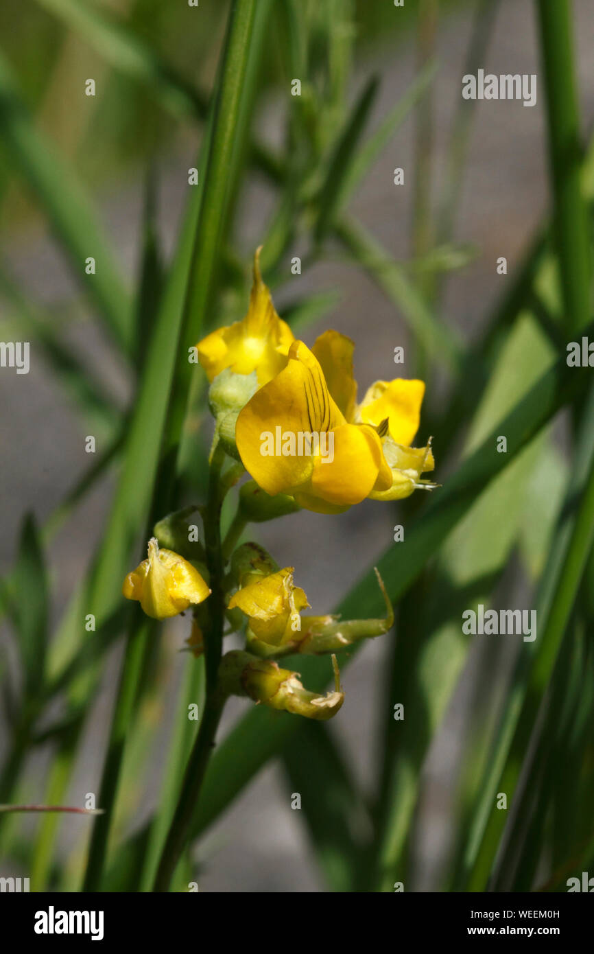 carbonated water for plants Lemon Ginger main image 1