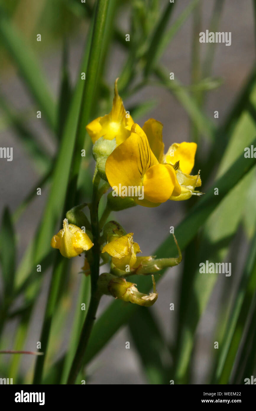 Horseshoe vetch, Hippocrepis comosa, Leguminosae, British wildflowers