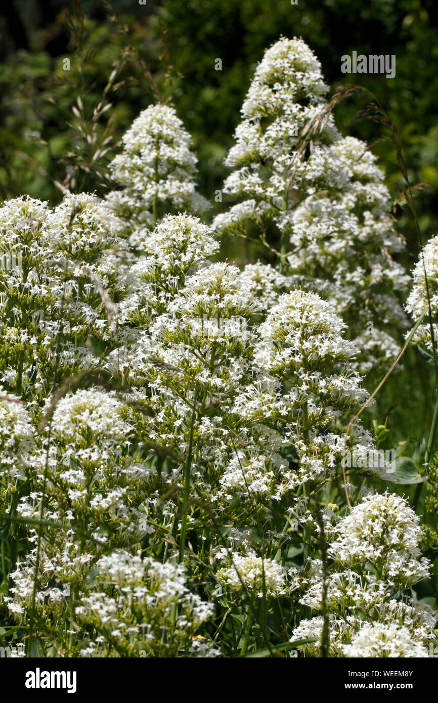 White Valerian, centranthus ruber alba. Stock Photo