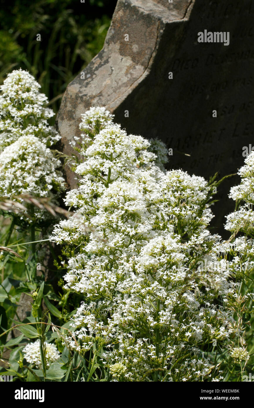 White Valerian, centranthus ruber alba. Stock Photo