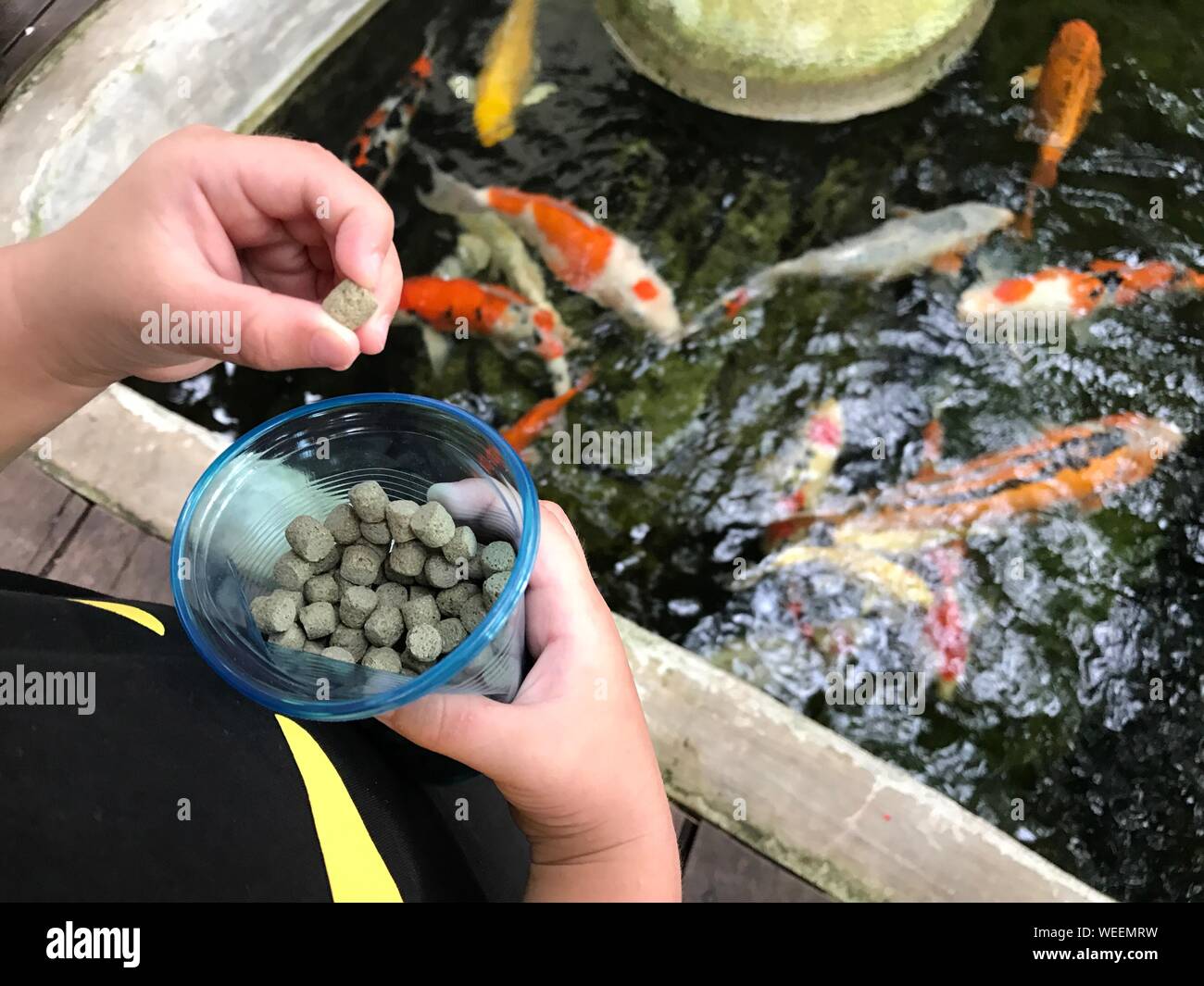 Feeding fish hi-res stock photography and images - Alamy