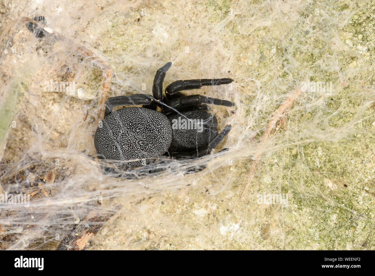 Eresus Velvet Spider (Eresus niger) or Ladybird Spider, female resting in web, Bulgaria, April Stock Photo