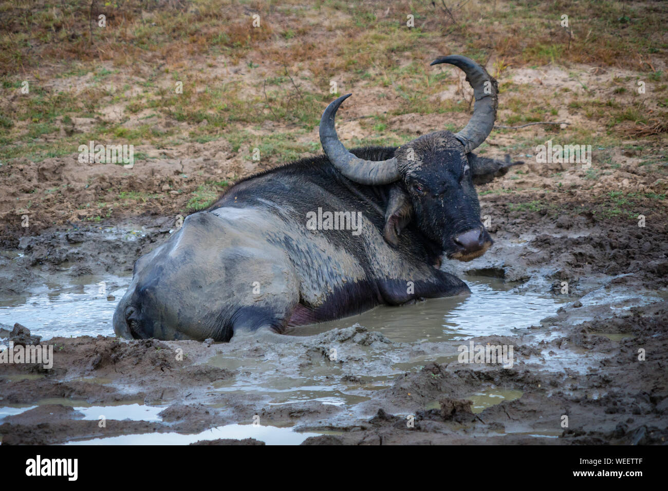 Buffalo In Muddy Water Stock Photo