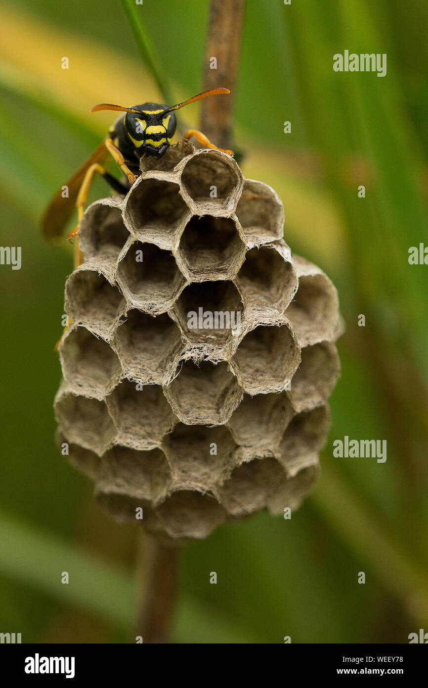 European Paper Wasp (Polistes dominula) nest building Stock Photo Alamy