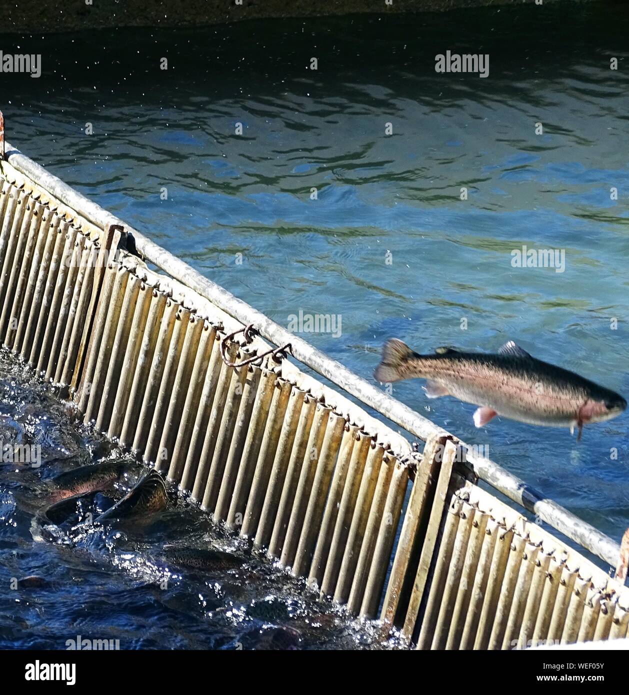 Sea fish jumping hi-res stock photography and images - Alamy