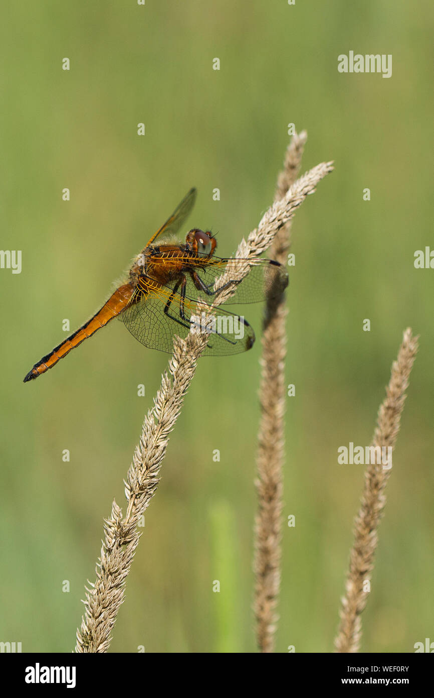 A female Scarce Chaser Dragonfly (Libellula fulva) perched on the dry seed head of a grass. Stock Photo