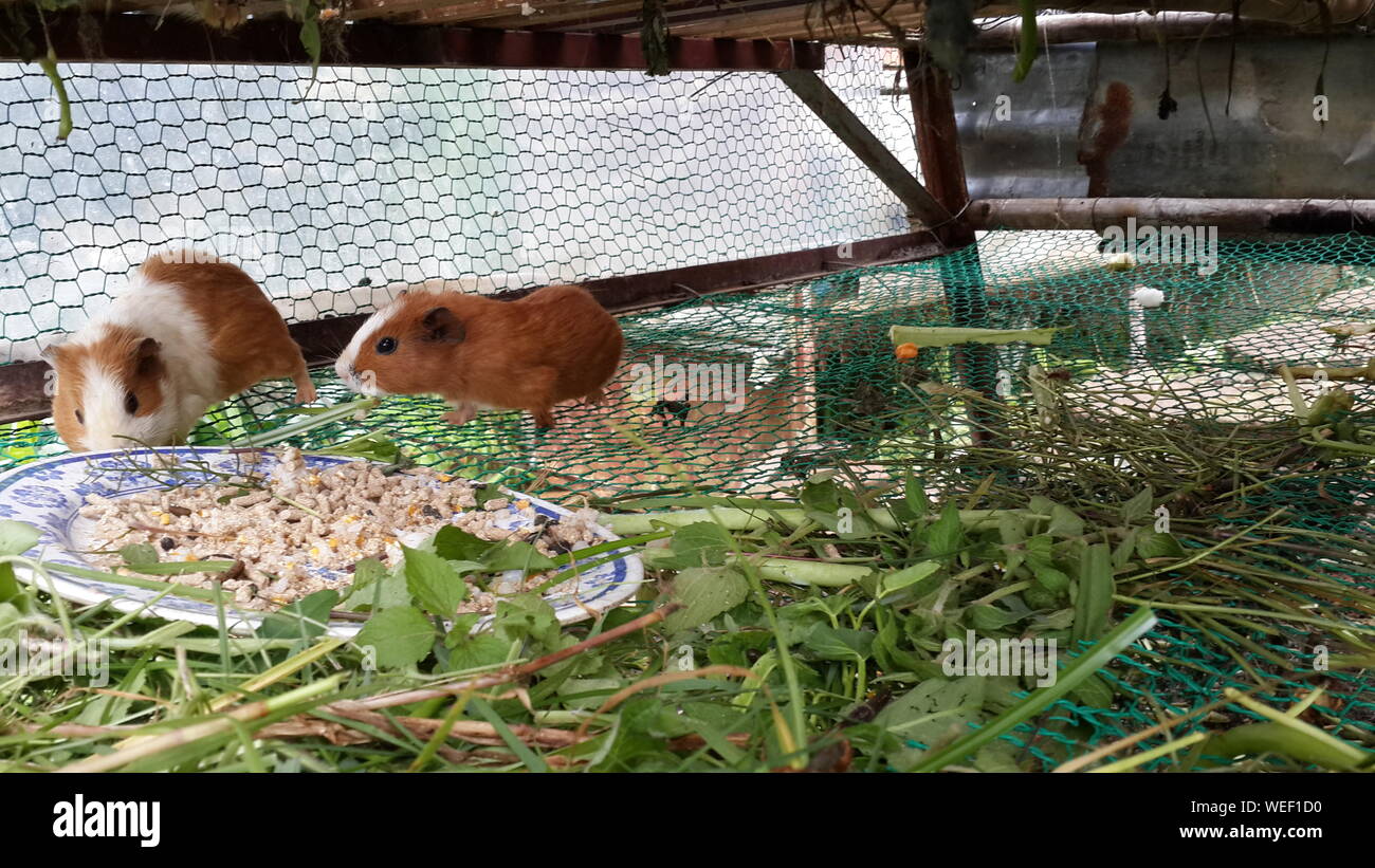 Guinea Pigs In Cage Stock Photo Alamy