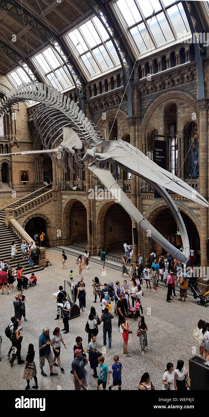 Whale skelethon at Natural History Museum - London Stock Photo