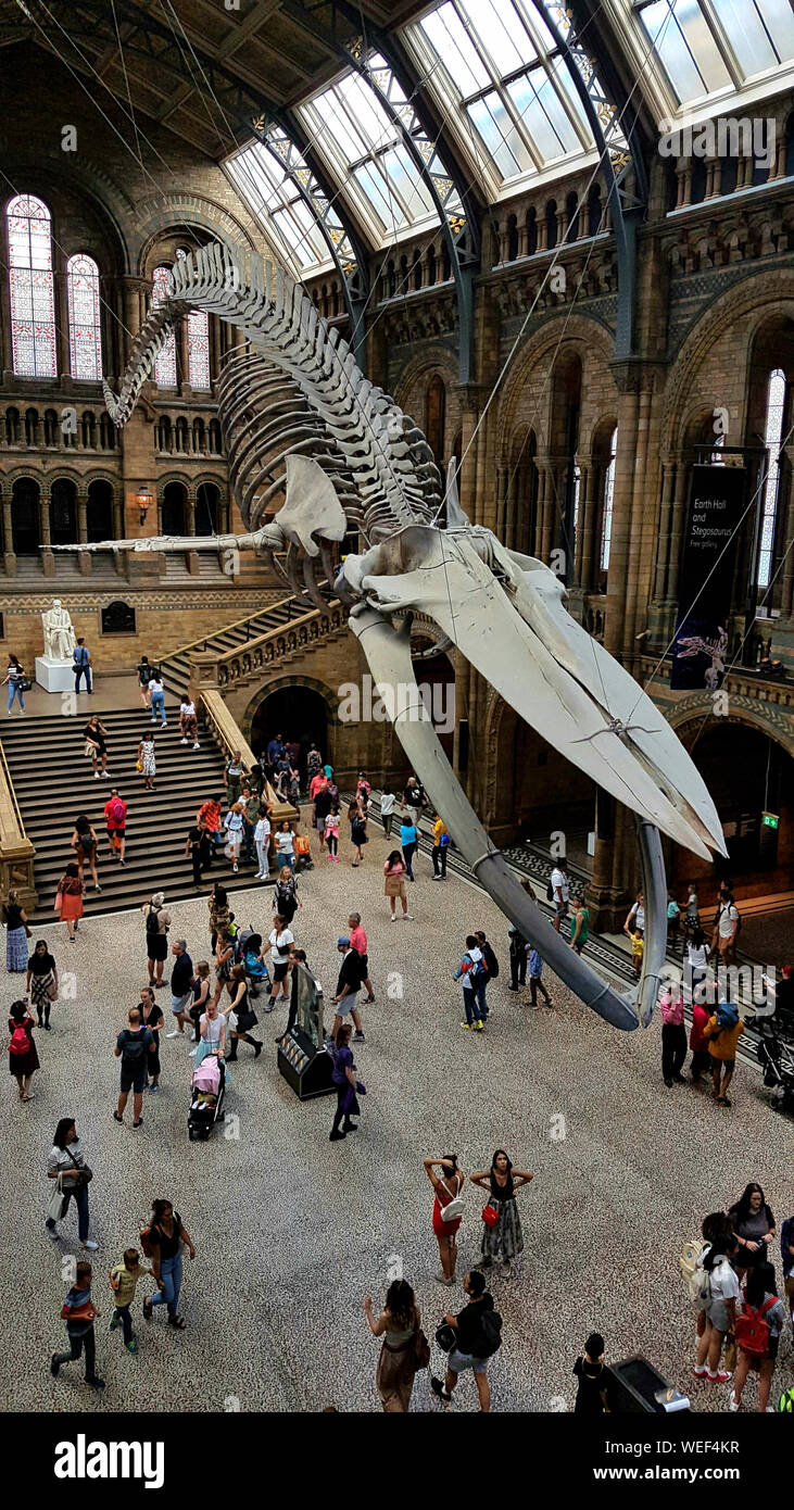 Whale skelethon at Natural History Museum - London Stock Photo