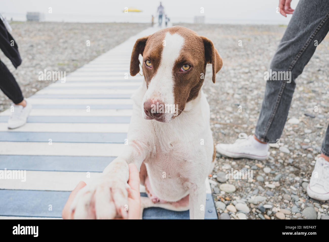 Do Dogs Shake After Giving Birth