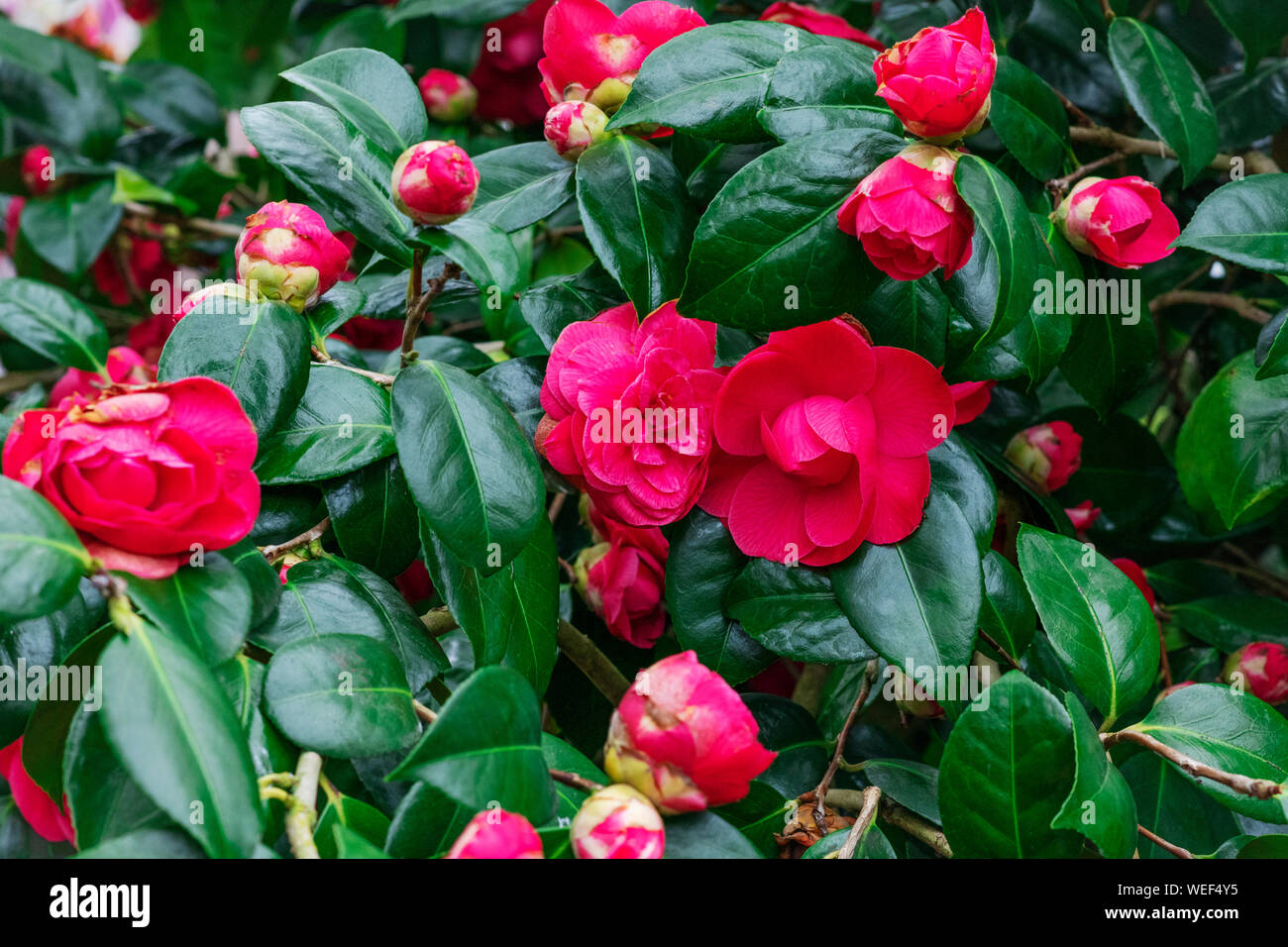 Pink blooming camellia flowers and buds in France Stock Photo Alamy