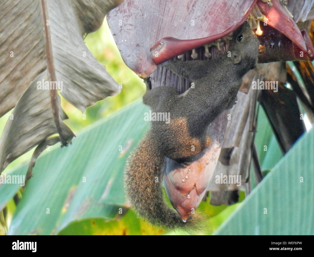 Squirrel Eating Banana Flower Stock Photo Alamy