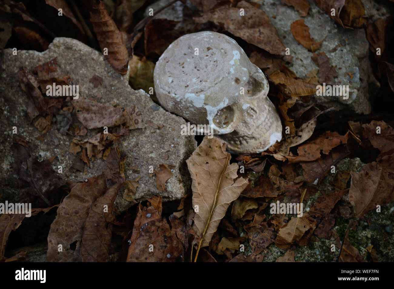 Skeleton head autumn background Stock Photo