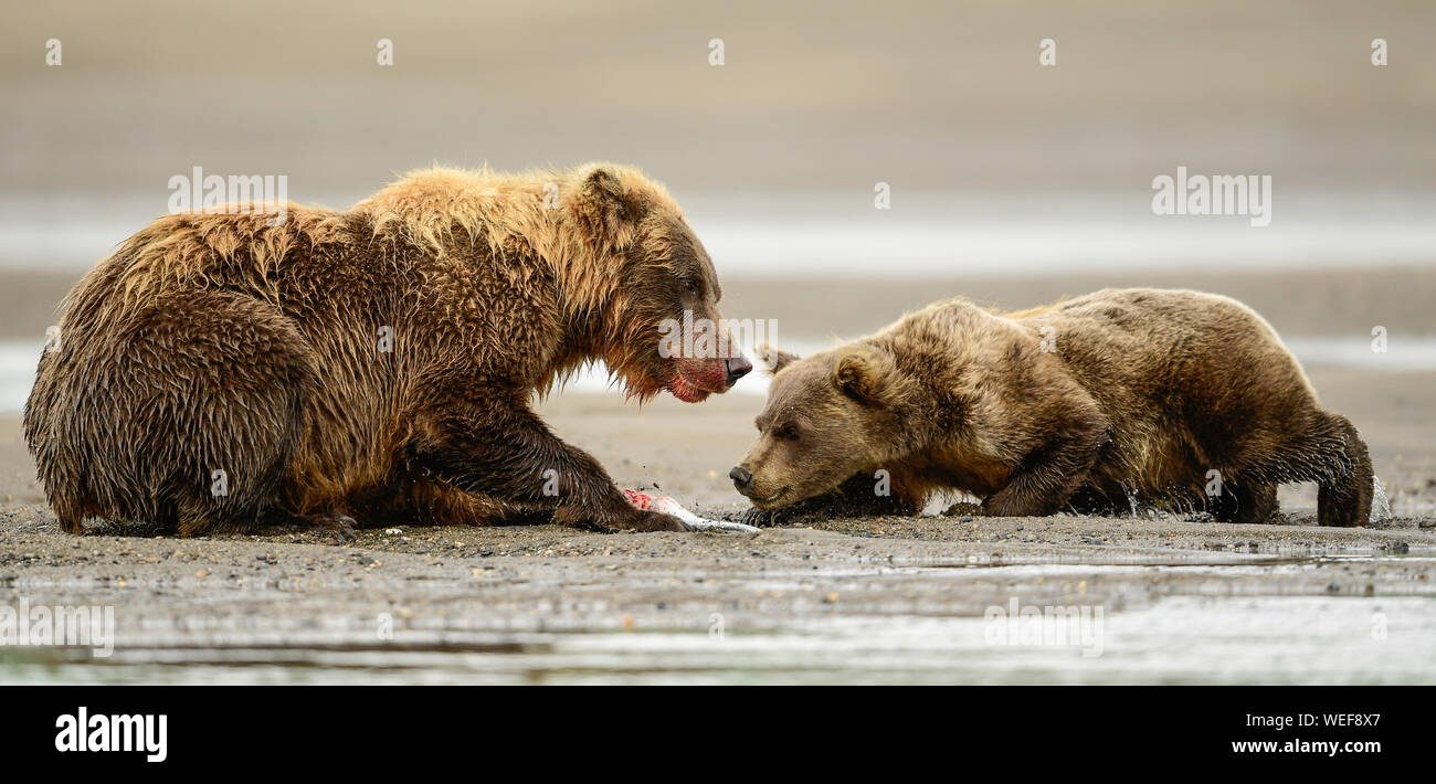 Alaska Brown Bear, Lake Clark National Park Alaska Stock Photo