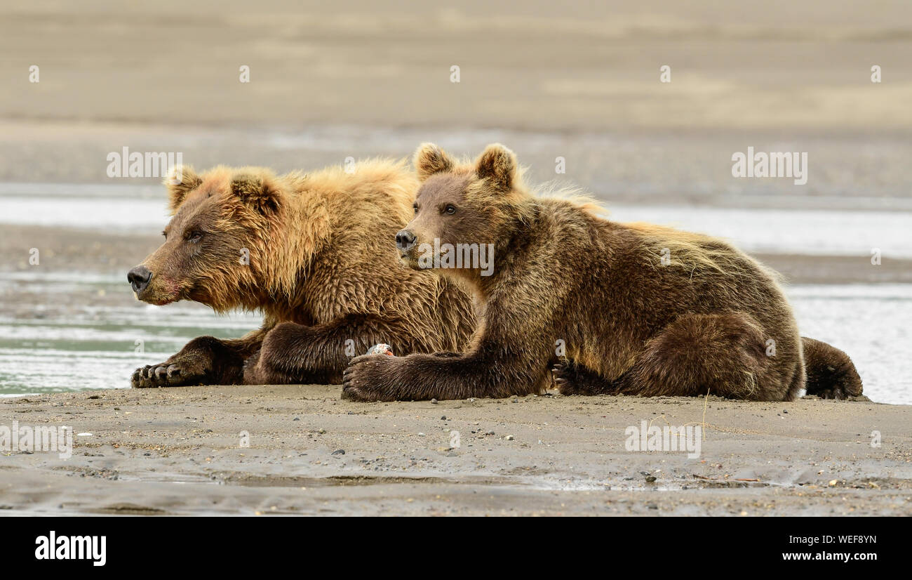 Alaska Brown Bear, Lake Clark National Park Alaska Stock Photo