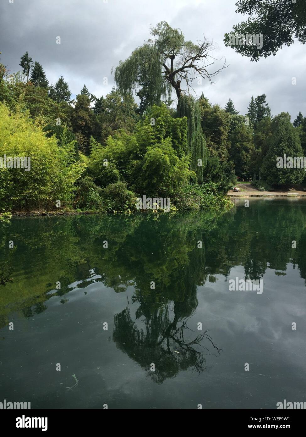Green Trees Reflection In Pond At Laurelhurst Park Stock Photo